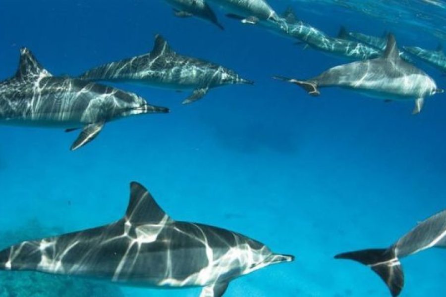 Dolphin House in Hurghada