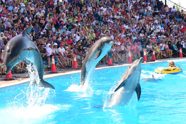 Dolphin Show Hurghada