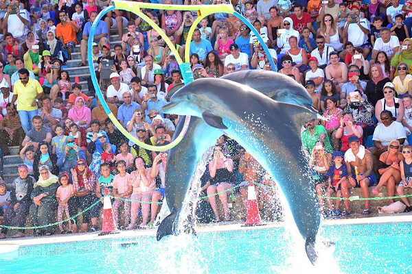 Dolphin Show Hurghada