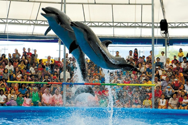 Dolphin Show Hurghada