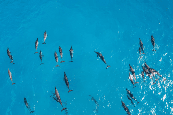 Dolphin House in Hurghada