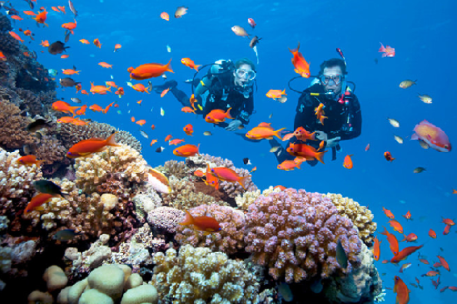 PADI Underwater Naturalist in Dahab